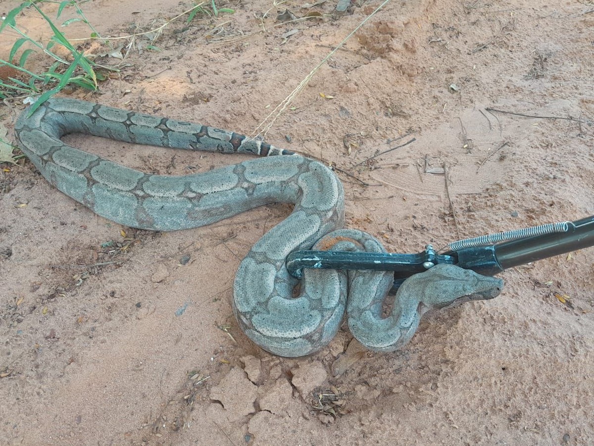 Polícia Ambiental resgata jiboia em posto de combustíveis na zona rural de Regente Feijó