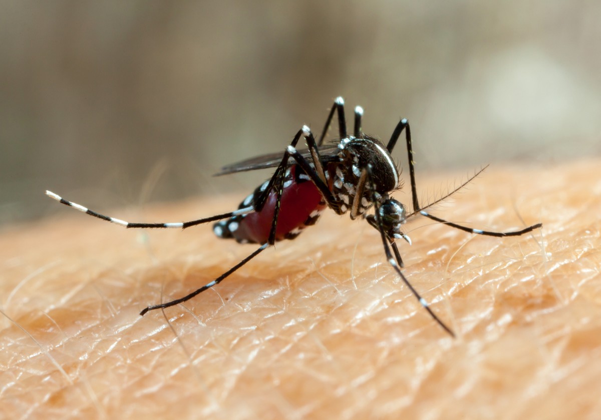 Secretaria da Saúde do Estado confirma circulação do sorotipo 2 da dengue em Presidente Prudente, considerado ‘mais virulento’