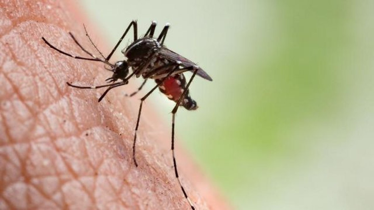 Osvaldo Cruz realiza nova aplicação de inseticida contra o mosquito da dengue; VEJA BAIRROS
