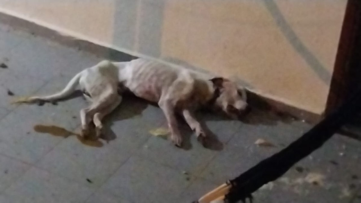 Jovem é autuado em R$ 24 mil por morte de cachorro e maus-tratos a seis pit bulls, em Pirapozinho