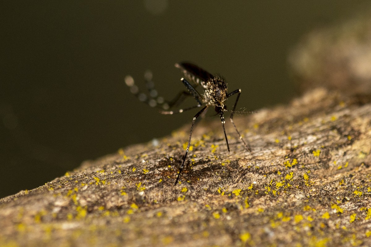 Vigilância Epidemiológica intensifica ações de combate à dengue com nebulização costal na zona leste de Presidente Prudente