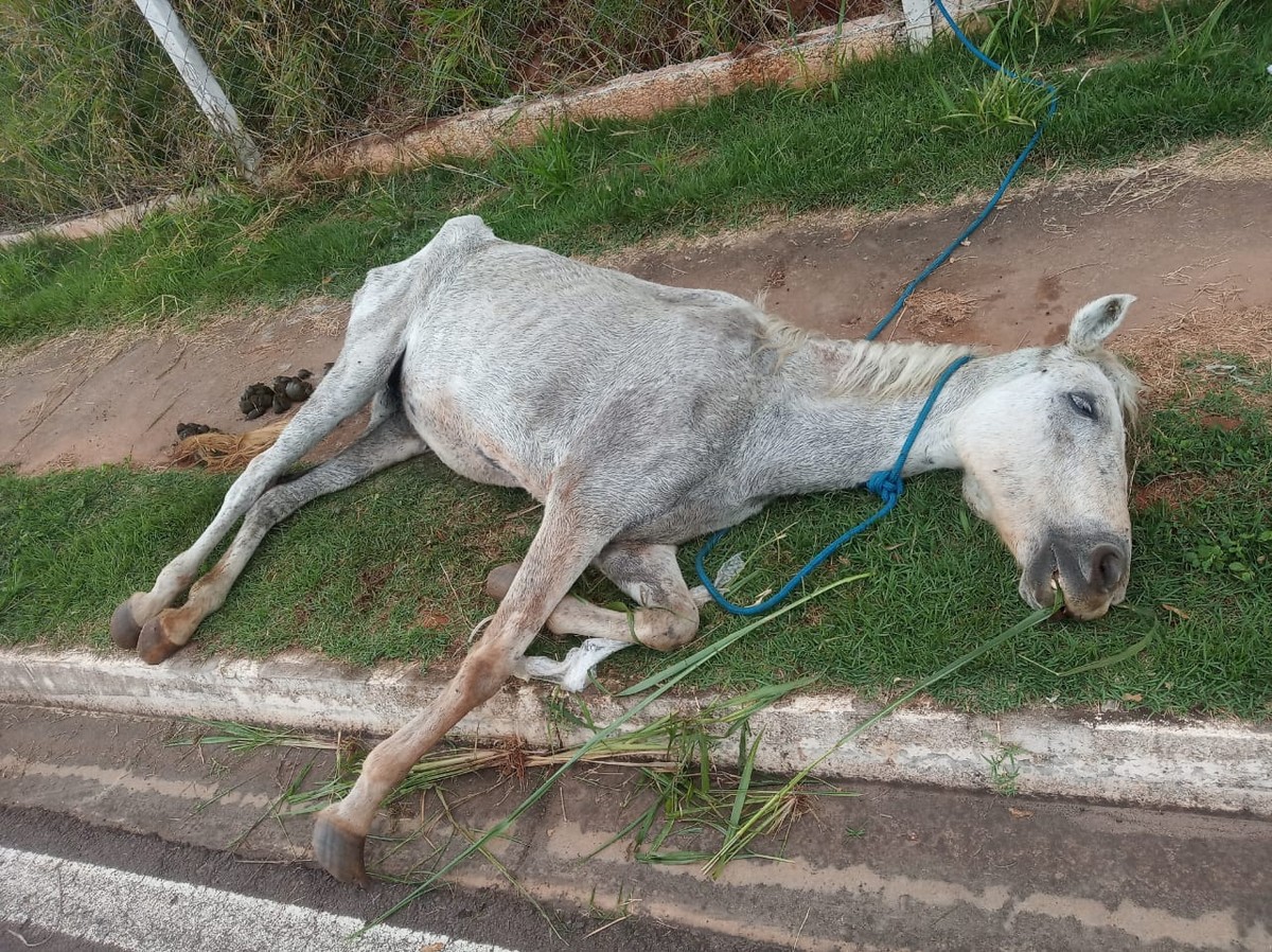 Égua vítima de maus-tratos fica tão debilitada que tem de ser sacrificada em Presidente Prudente; mulher leva multa de R$ 3 mil e vai responder por crime