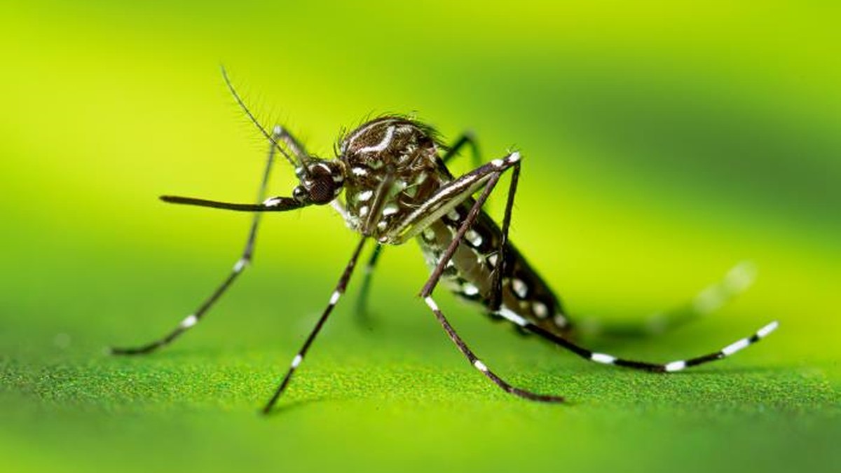 Presidente Prudente confirma 19ª morte por dengue em 2023