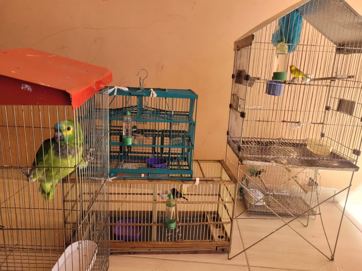Morador de Presidente Epitácio recebe multa de R$ 2,5 mil por manter aves silvestres irregularmente em cativeiro