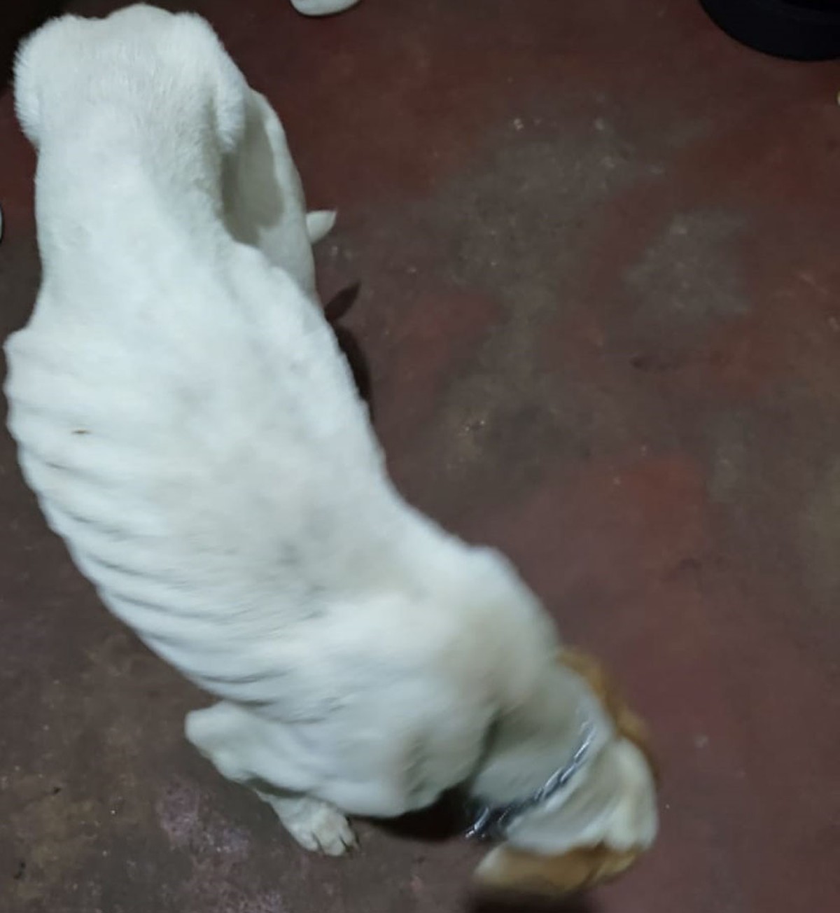 Mulher leva multa de R$ 9 mil e ainda vai responder por crime em razão de maus-tratos e morte de cães da raça pitbull