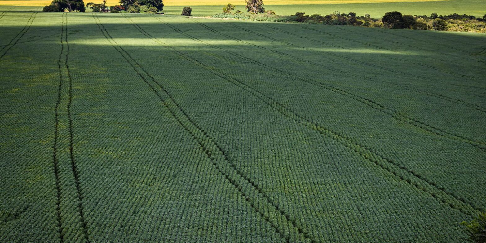 Berço das águas, Cerrado recebe 600 mi de litros de agrotóxico por ano