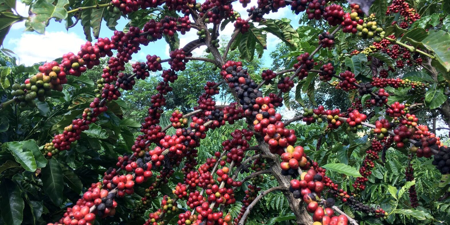 Conab prevê aumento de 7,5% na colheita de café em relação a 2022