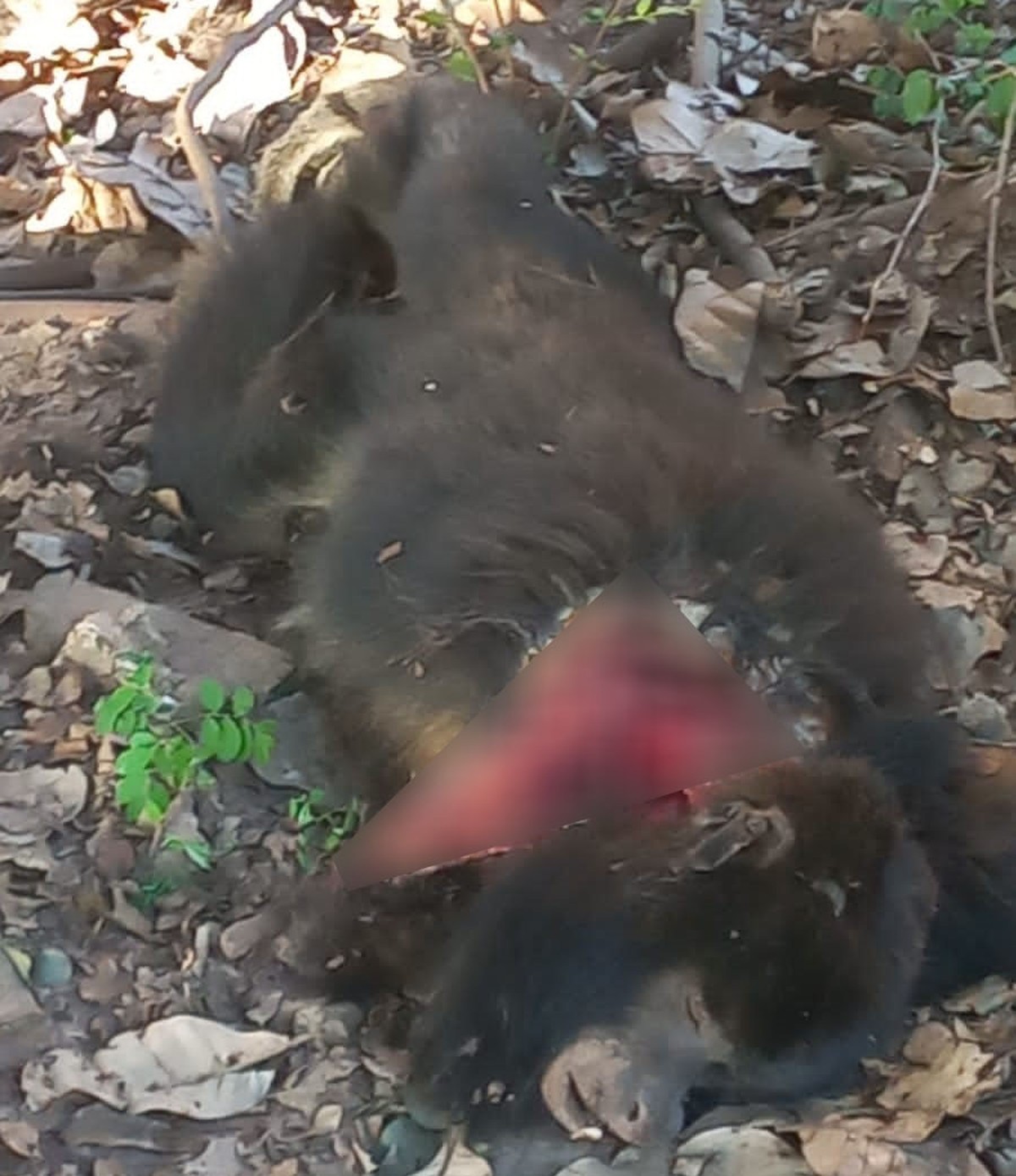 Dias após ser flagrado escalando torre de telefonia, macaco bugio morre atacado por pit bull, em Tupi Paulista