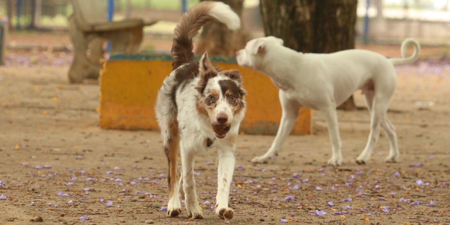 Governo suspende oito lotes de vacina animal contra Leishmaniose
