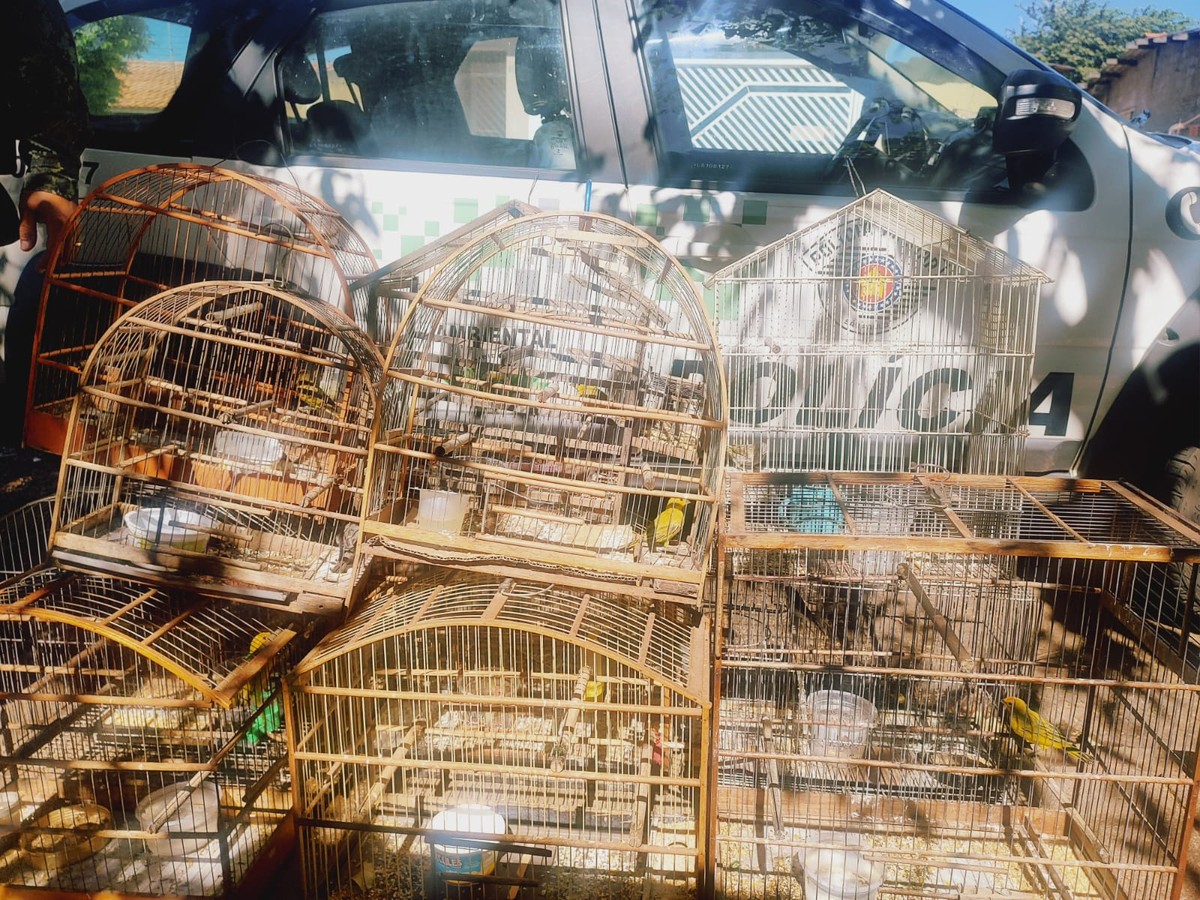 Polícia Ambiental flagra aves silvestres aprisionadas em gaiolas como ‘armadilhas’ e idoso acaba multado em R$ 5,5 mil, em Dracena