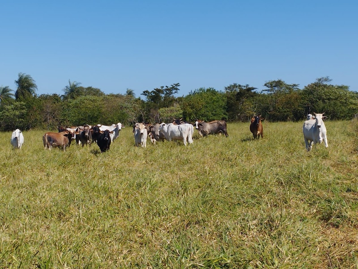 Assentado é multado em R$ 2,9 mil por pastoreio de gado em reserva legal, em Rosana
