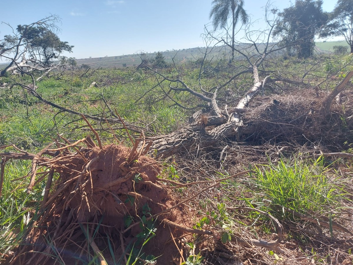 Fazendeiro leva multa de quase R$ 190 mil por desmatamento de 11 hectares de vegetação nativa, em Sandovalina