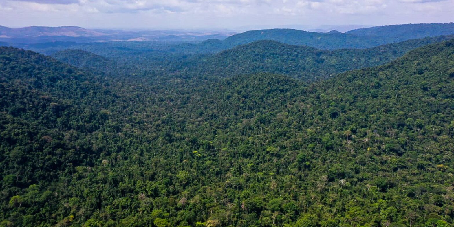 Desmatamento na Amazônia cai 31% de janeiro a maio