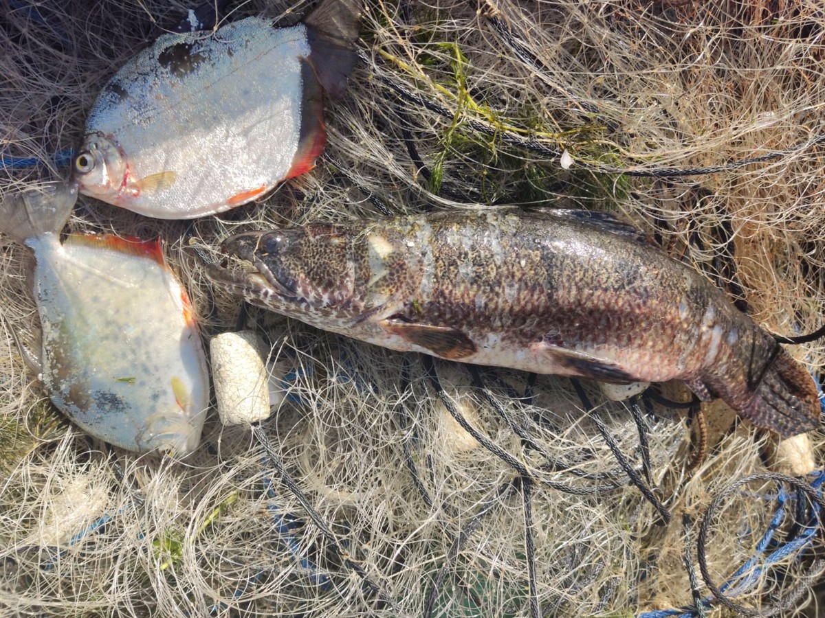 Pescadores amadores são multados em R$ 2 mil por uso de redes, no Rio Paraná, em Panorama