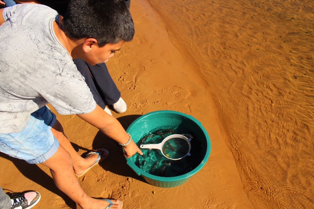 Alunos da rede municipal de ensino de Rosana soltam 10 mil peixes de espécies nativas no Rio Paraná