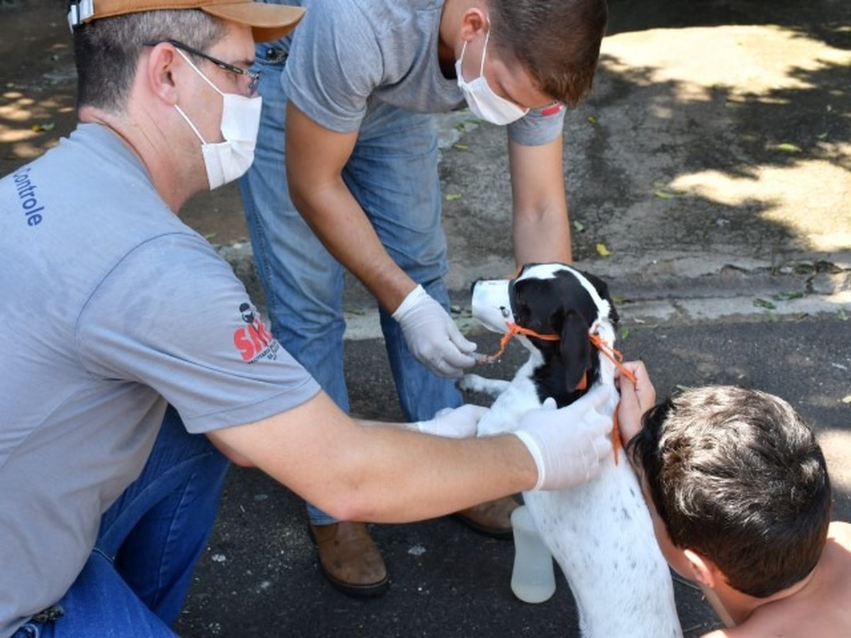 Plantão do CCZ tem coleta de sangue, chipagem e vacinação antirrábica em cães e gatos em Presidente Prudente, neste sábado
