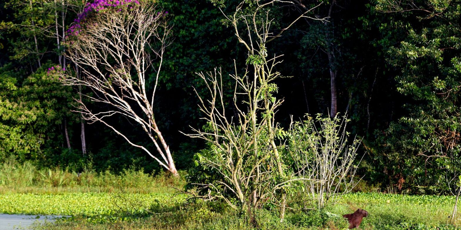 Brasil estoca no solo o equivalente a 70 anos de emissões de CO2