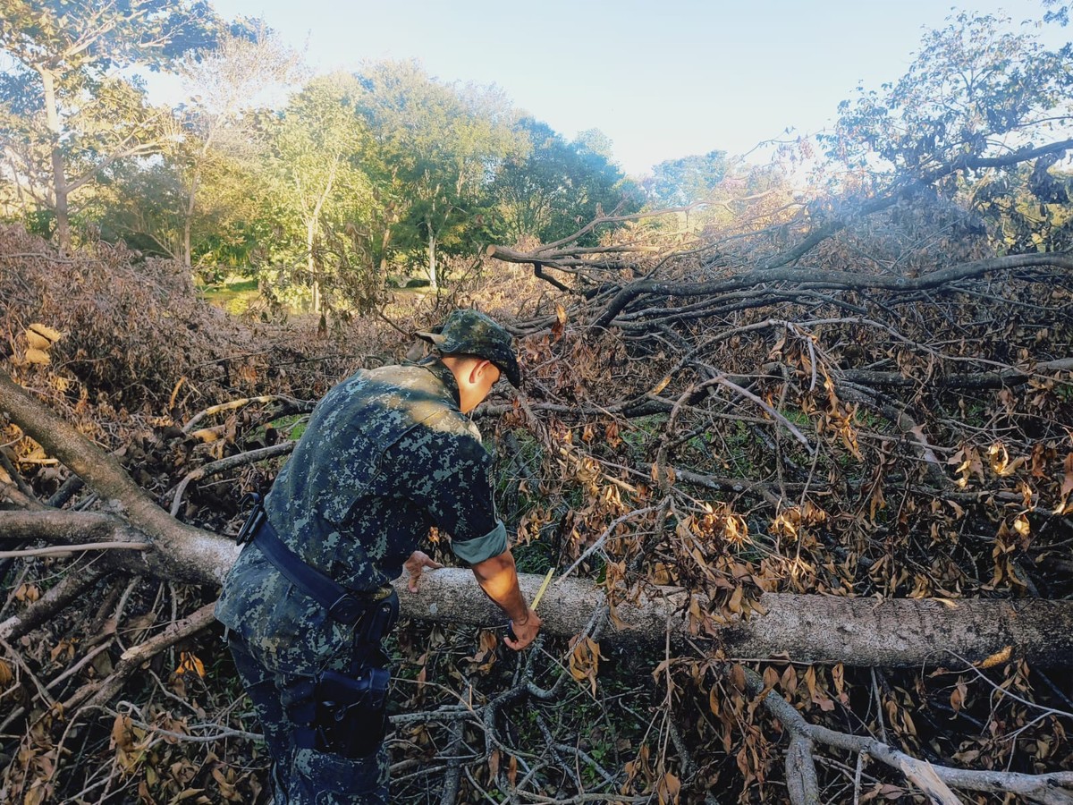Dono de chácara é multado em R$ 4,2 mil por corte ilegal de 14 árvores nativas em Dracena