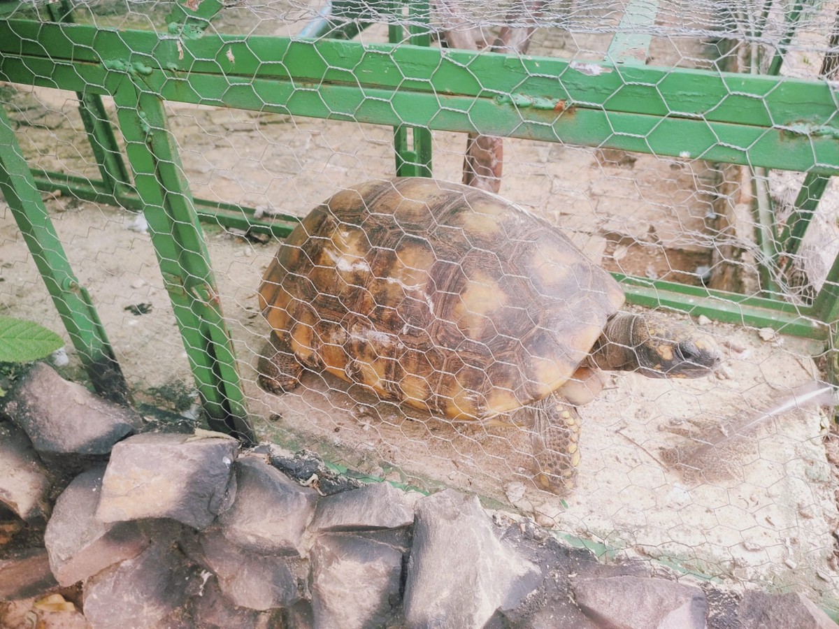 Homem é autuado em R$ 3,3 mil por manter jabuti e aves exóticas em cativeiro sem autorização, em Lucélia