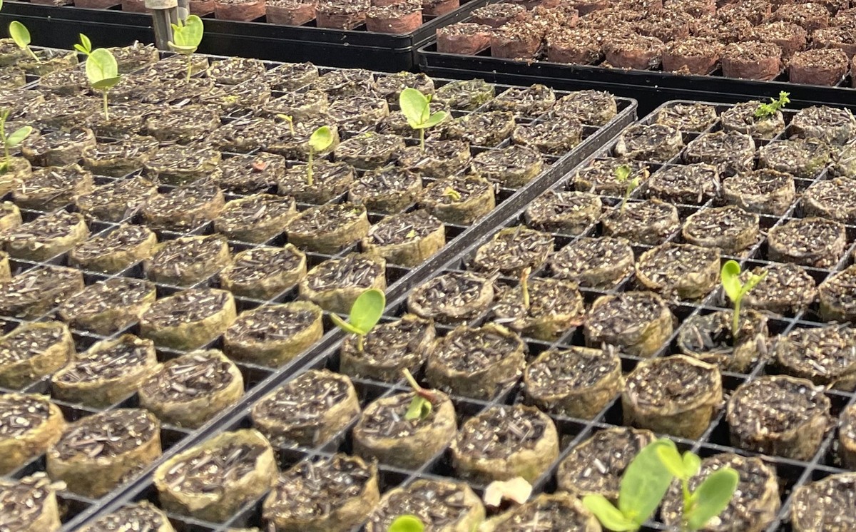 Material biodegradável substitui plástico em viveiro de mudas do Horto Florestal da Usina Hidrelétrica de Porto Primavera, em Rosana