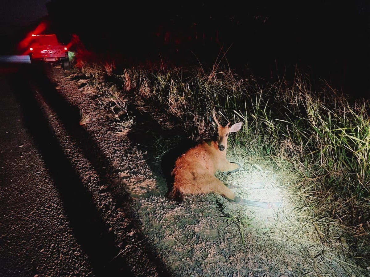 Polícia Ambiental resgata cervo-do-pantanal atropelado em estrada vicinal em Panorama