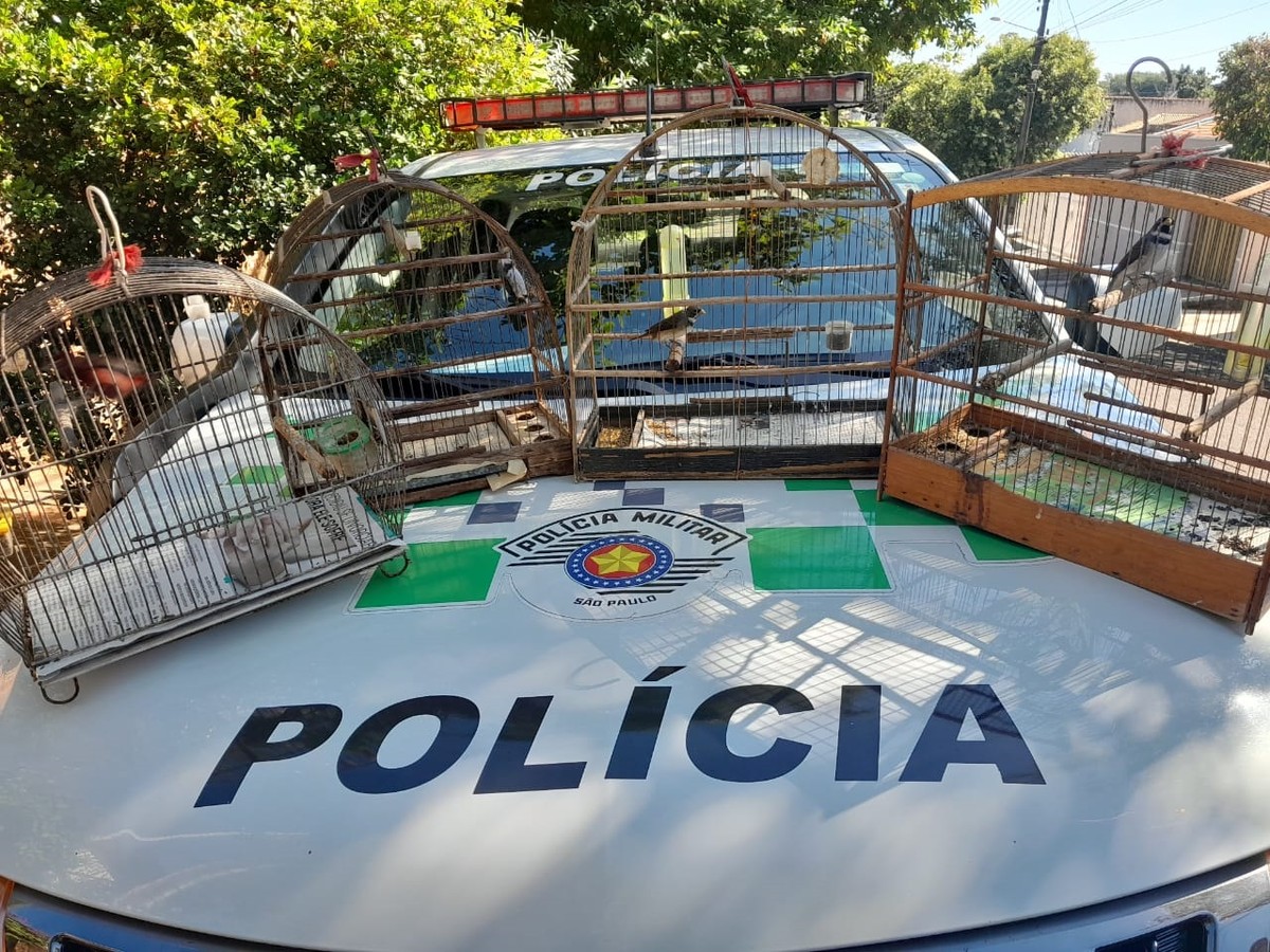 Polícia Ambiental resgata seis aves silvestres de cativeiro e aplica multas de R$ 7,2 mil contra infratores