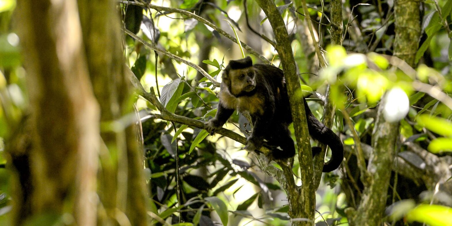 Primeiro edital do Programa Mata Atlântica tem inscrições até dia 27