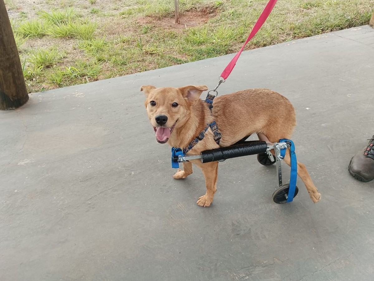 Cadela vítima de abandono e atropelamento volta a andar após doação de cadeira de rodas adaptada, em Presidente Prudente
