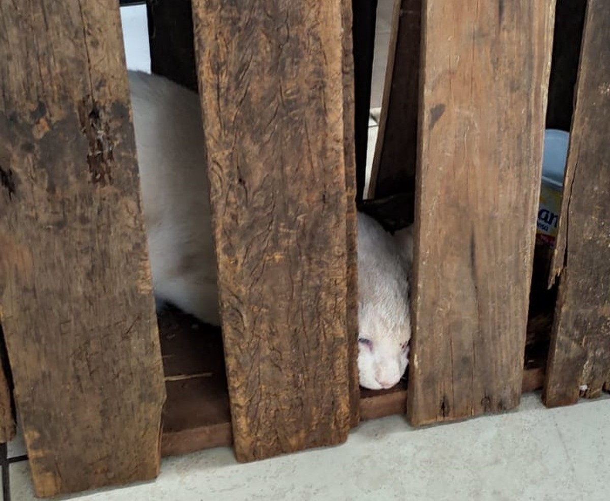 Gato desaparecido é visto dentro de armadilha e homem acaba autuado em R$ 3 mil por maus-tratos, em Presidente Prudente