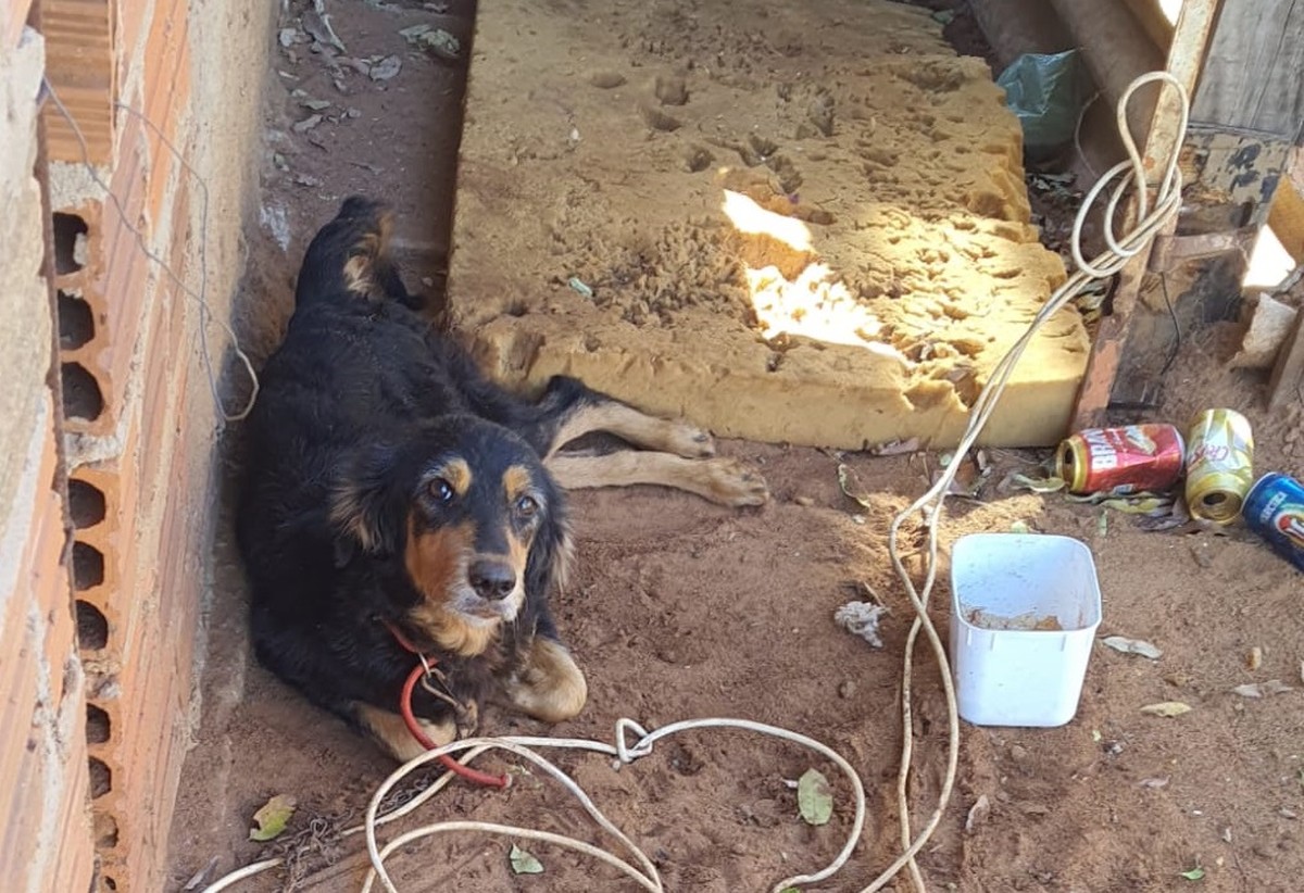 Após denúncia de cão doente com pulgas e carrapatos, homem é multado em R$ 3 mil por maus-tratos em Rosana