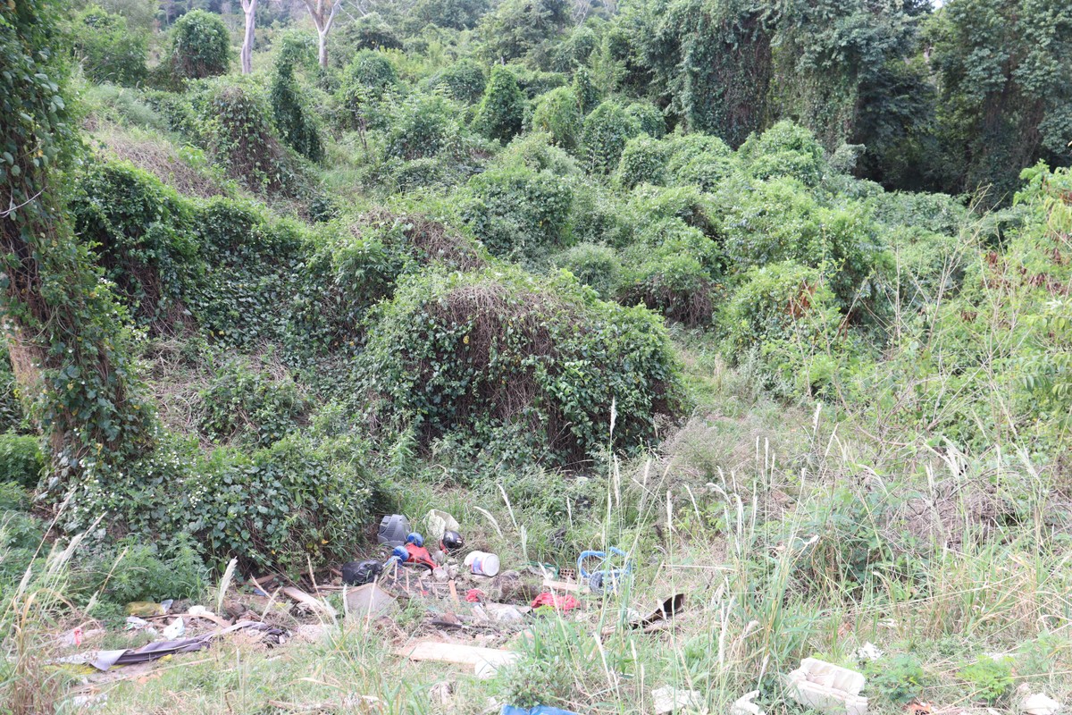 Ação voluntária reúne moradores para preservação e revitalização da Mata do Furquim, neste domingo, em Presidente Prudente | Presidente Prudente e Região