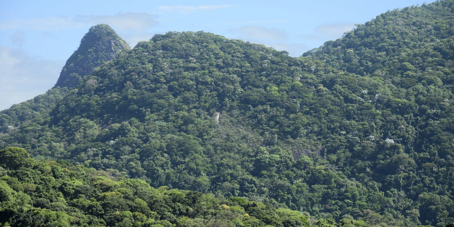 Desmatamento na Mata Atlântica cai 42% no acumulado do ano até maio