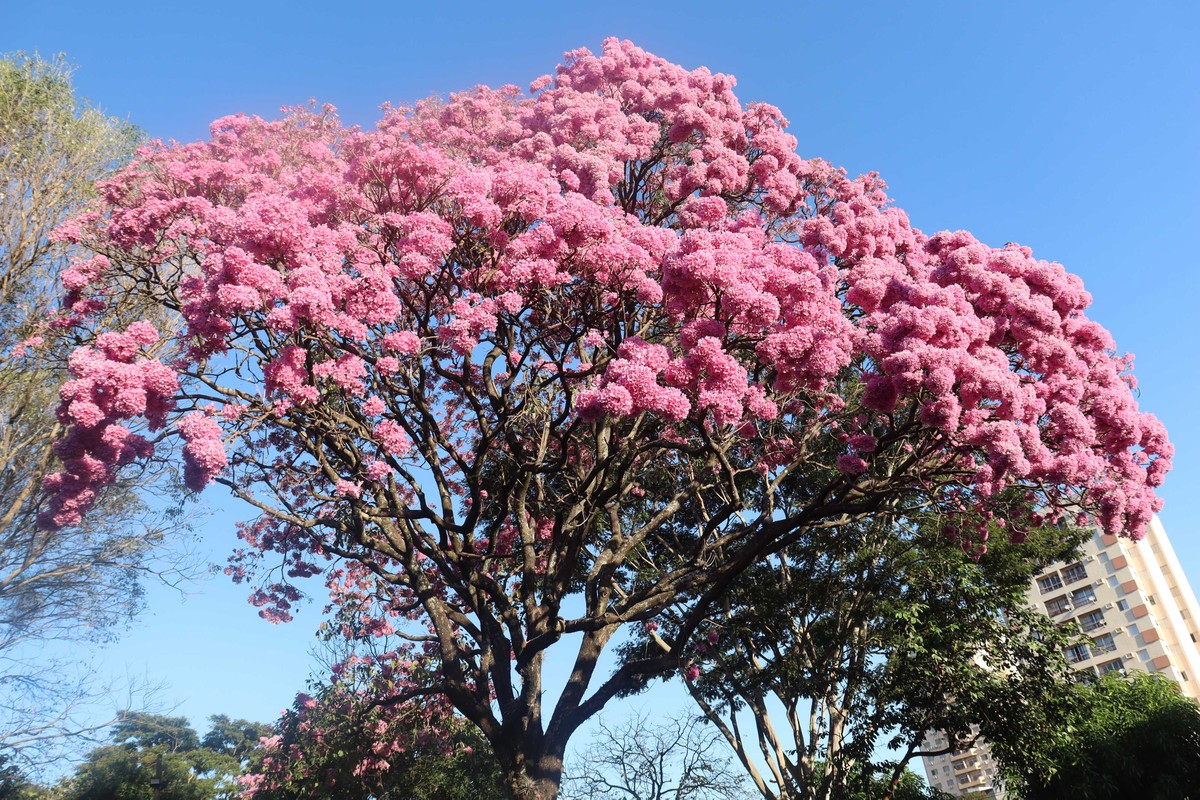 Florada do ipê encanta moradores e colore Presidente Prudente no inverno; VEJA FOTOS