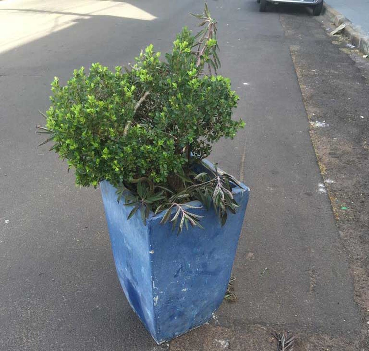Homem furta vaso de planta ornamental concretado em calçada de igreja evangélica e acaba preso em Osvaldo Cruz | Presidente Prudente e Região