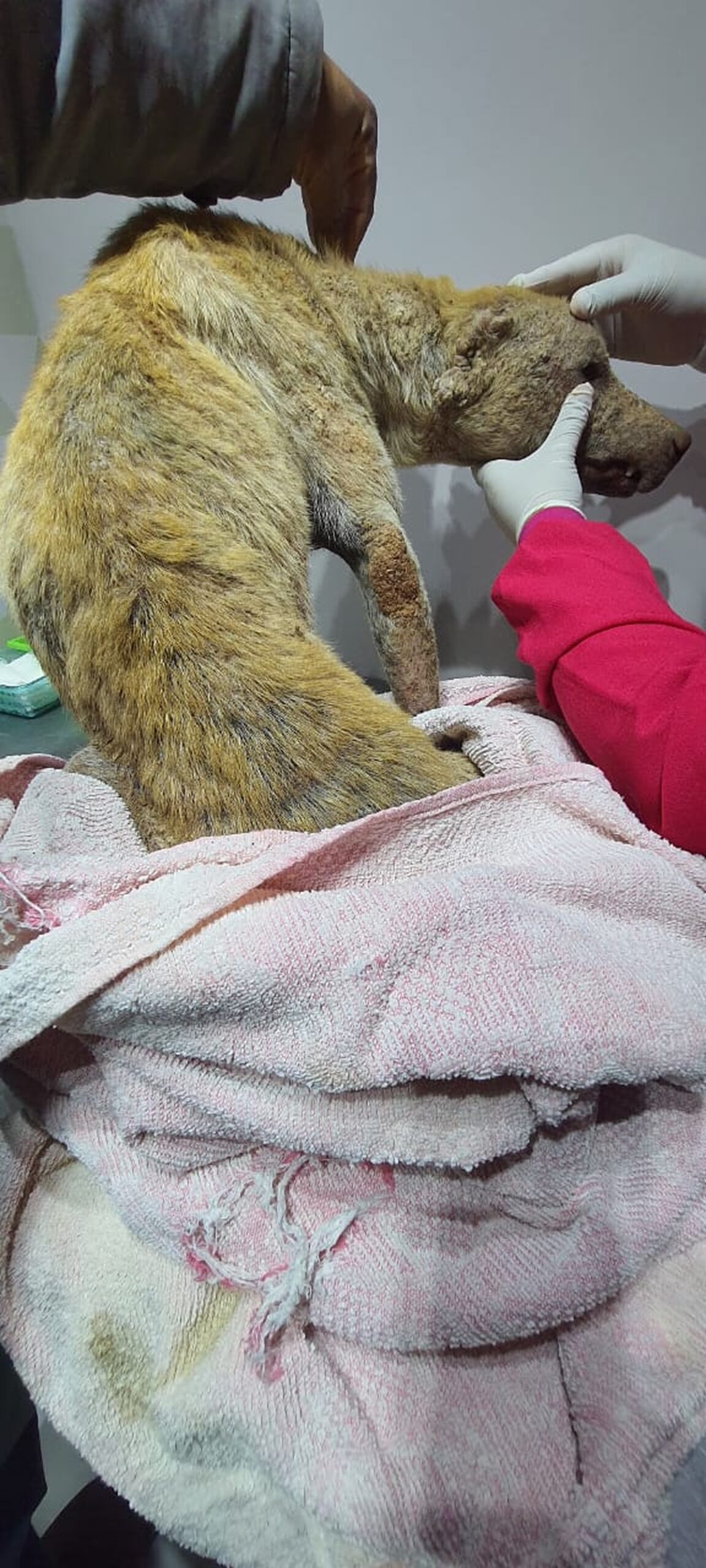 Polícia Ambiental resgata cachorro vítima de maus-tratos; tutora recebe multa de R$ 3 mil e ainda irá responder por crime | Presidente Prudente e Região