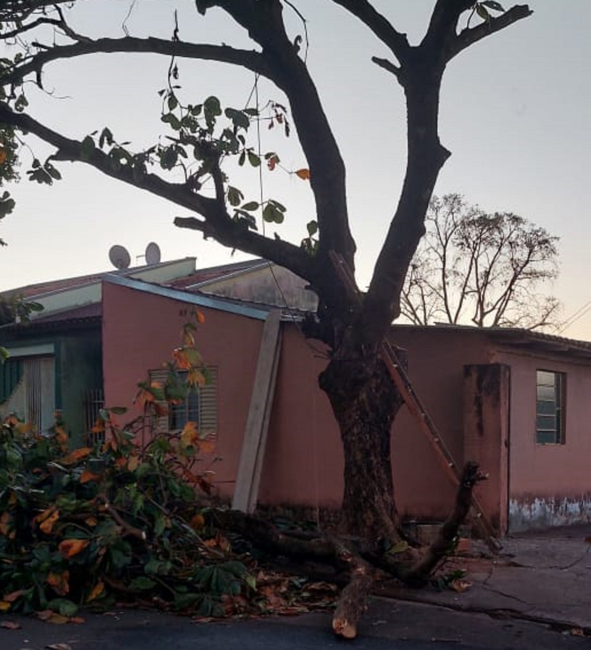 Enquanto podava árvore, idoso de 73 anos morre ao ser atingido por galho em Teodoro Sampaio