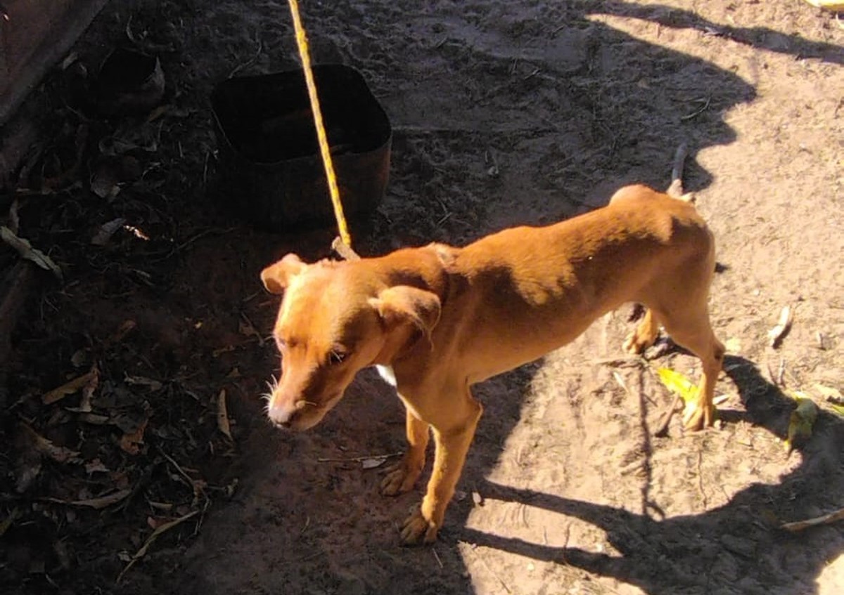 Cachorros com sinais de maus-tratos são encontrados e dono recebe multa de R$ 12 mil, em Mirante do Paranapanema