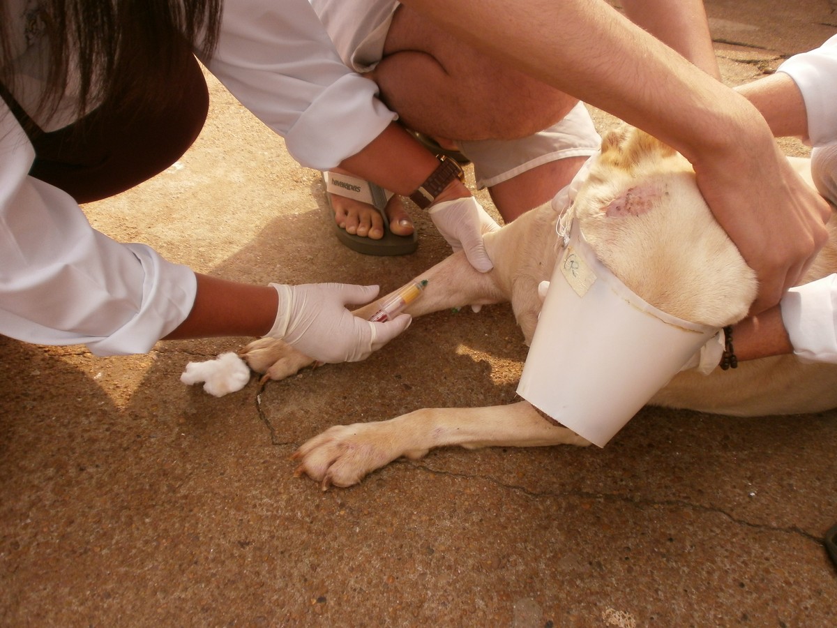 Semana de Combate à Leishmaniose realiza coleta de sangue em cães para exames em Presidente Venceslau; VEJA LOCAIS