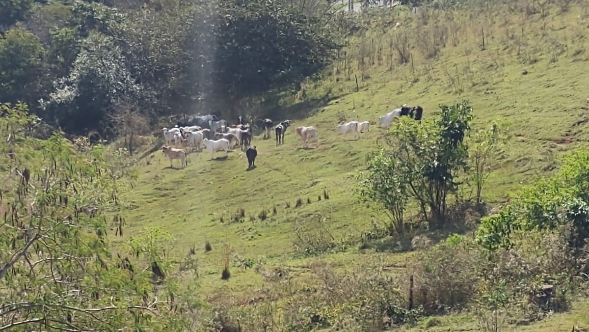 Pecuarista leva multa de R$ 20 mil por pastoreio de gado em área de parque ecológico em Presidente Prudente