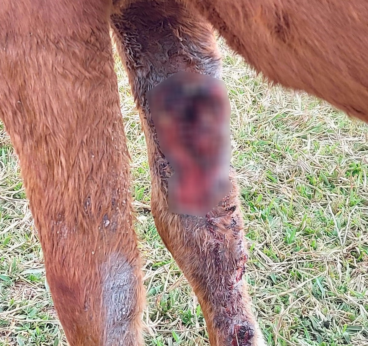 Cavalo é encontrado abandonado, com grande ferimento na pata e infestado de larvas, em Martinópolis