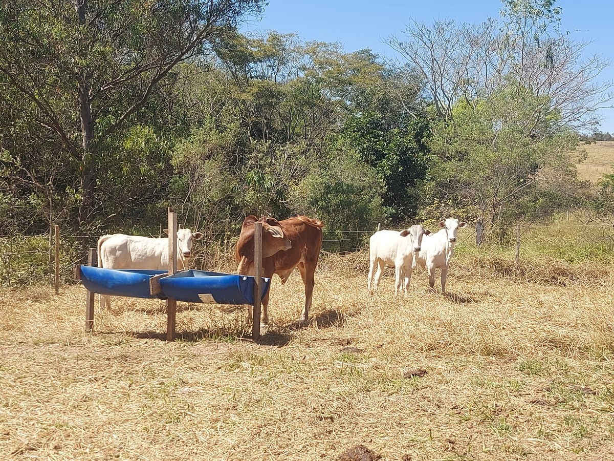 Dono de gado leva multa de mais de R$ 2 mil por pastoreio de bovinos em Área de Preservação Permanente