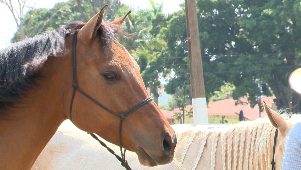 Conhecidos pela aparência e pelo porte, cavalos da raça Quarto de Milha despertam interesse de criadores para evento em Presidente Prudente