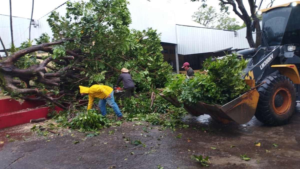 Chuva forte derruba árvore em transformador e escola municipal fica sem energia, em Dracena | Presidente Prudente e Região