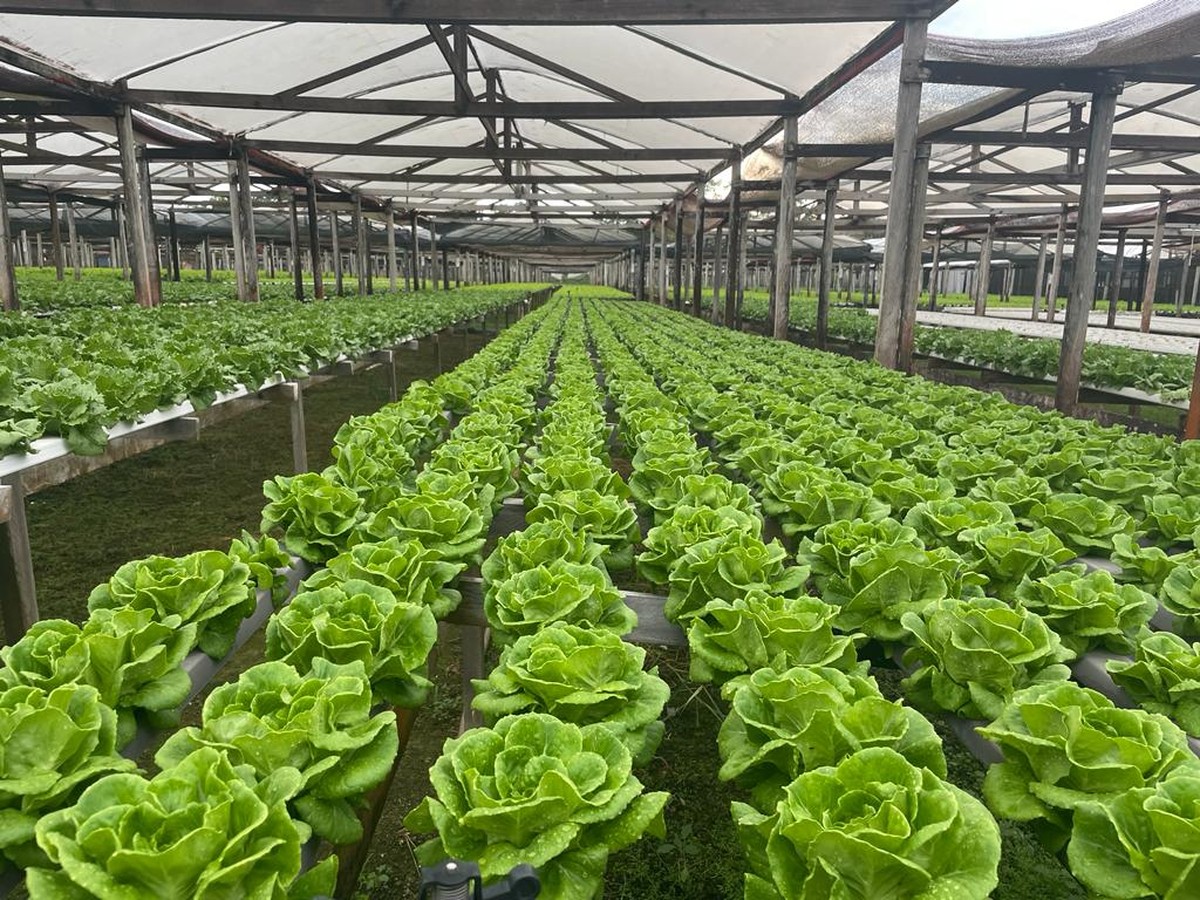 Clientes irrigantes e aquicultores do Grupo B podem garantir até 60% de desconto na conta de energia elétrica no Oeste Paulista | Presidente Prudente e Região