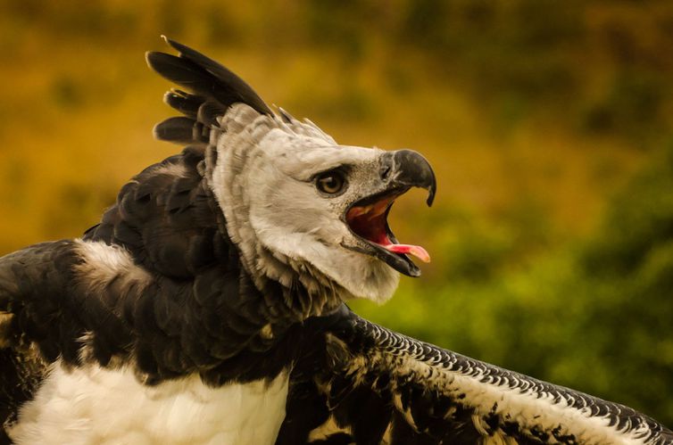 - Plataforma exibe riscos de extinção de espécies em todo o país. - Gavião Real. Foto: Aure Vasconcelos/ICMBio