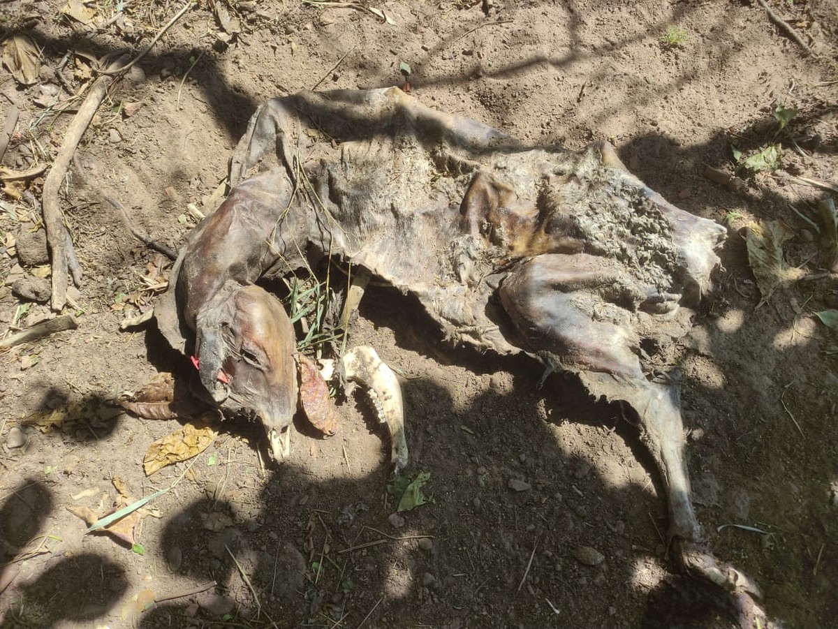 Sitiante é multado em R$ 63 mil por morte e maus tratos a bovinos em Álvares Machado