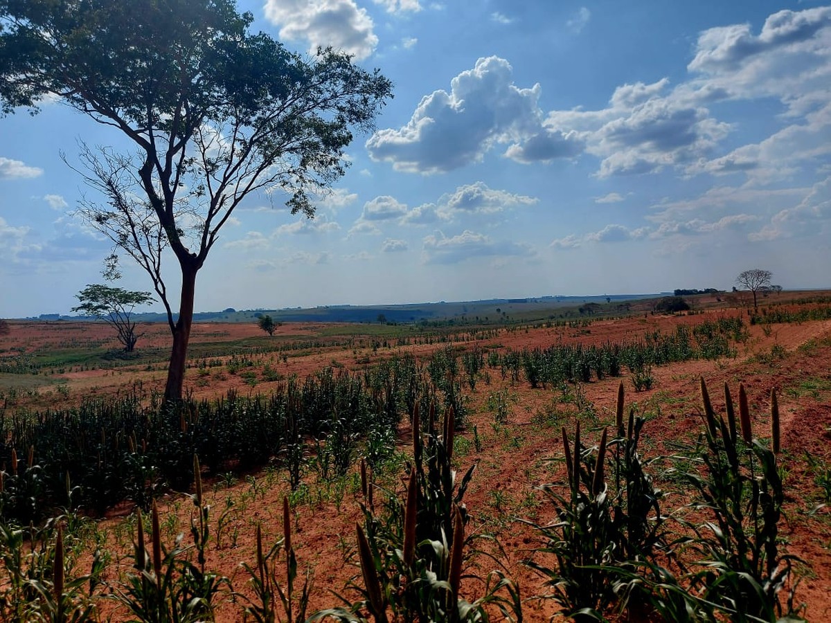 Arrendatário leva multa de R$ 8,7 mil após derrubar 29 árvores nativas para plantar soja em fazenda em Santo Anastácio