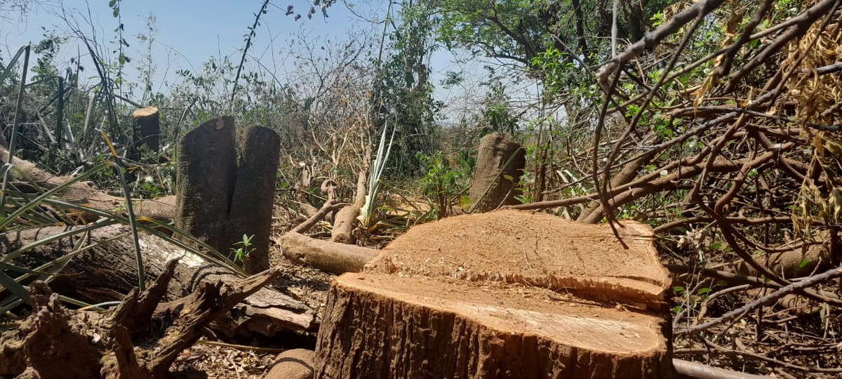 Idoso de 76 anos é multado em R$ 5 mil por corte de árvores e degradação, em Pres. Bernardes