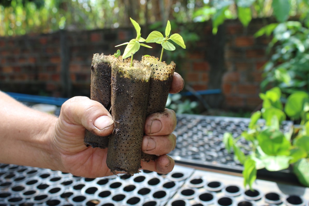 Para reduzir uso de plástico na restauração florestal, Instituto de Pesquisas Ecológicas utiliza ‘ecopotes’ para plantar mudas de árvores nativas da Mata Atlântica | Presidente Prudente e Região