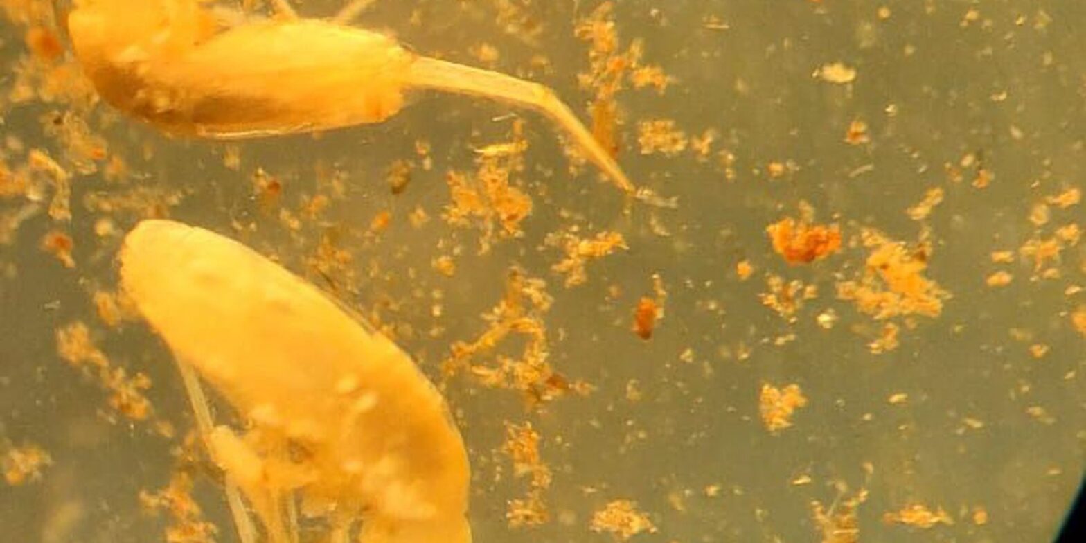 Animal em extinção de 1 mm é encontrado apenas em caverna no Pará